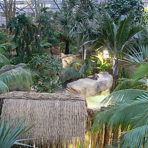 Tropical dome - First komodo dragons exhibit
