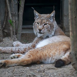 Eurasian lynx
