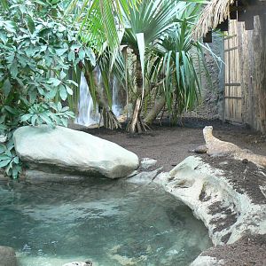 Tropical dome - Second komodo dragons exhibit
