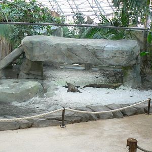 Tropical dome - First komodo dragons exhibit