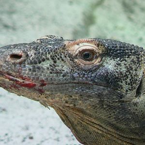 Tropical dome - Komodo dragon