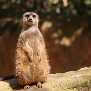 Meerkat