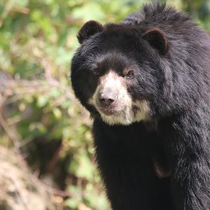 Spectacled bear