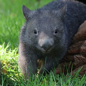 Young wombat