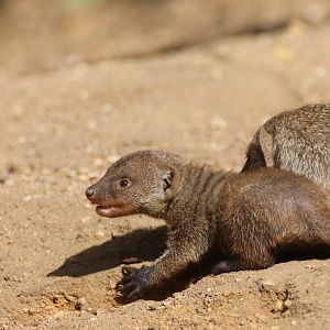 Young banded mongoose