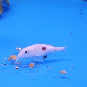 Bicolor goatfish - Parupeneus barberinoides