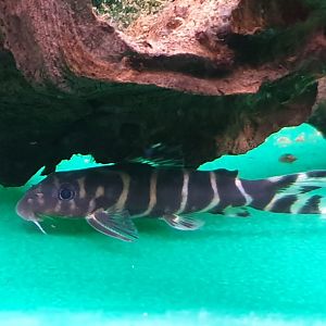 Synodontis brichardi
