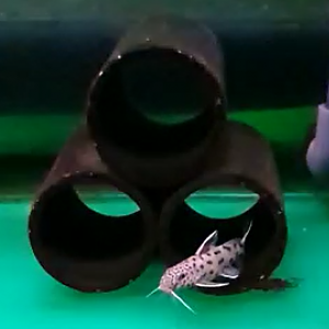 Synodontis lucipinnis