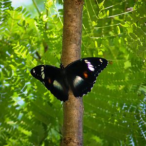 Varied Eggfly (Hypolimnas bolina)