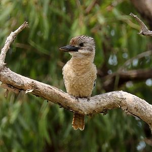 Blue-winged Kookaburra female