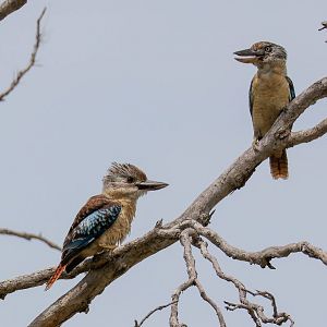 Blue-winged Kookaburra: juvenile on left, female on right