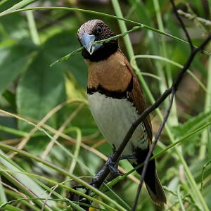 Chestnut-breasted Mannikin