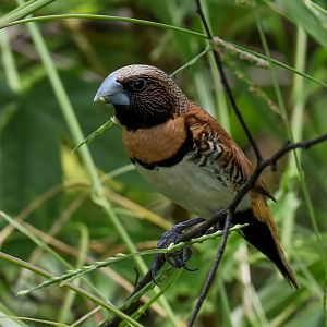 Chestnut-breasted Mannikin