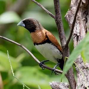 Chestnut-breasted Mannikin