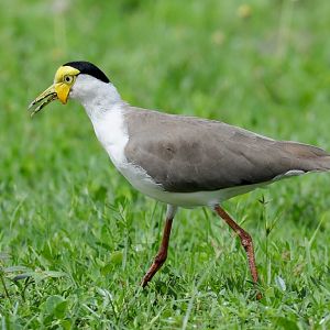 Masked Lapwing