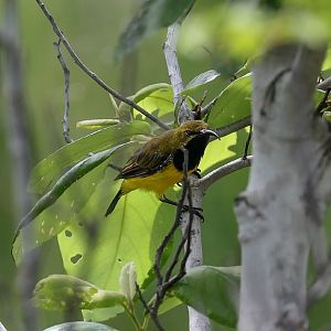 Olive-backed Sunbird male