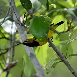 Olive-backed Sunbird male