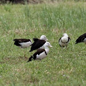 Radjah Shelduck