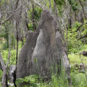 Termite mound