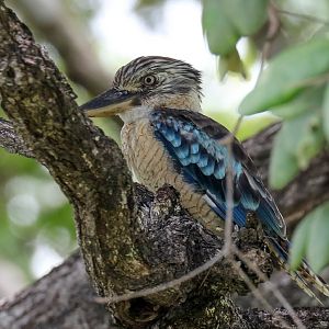 Blue-winged Kookaburra male
