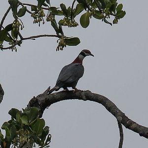 Collared Imperial Pigeon
