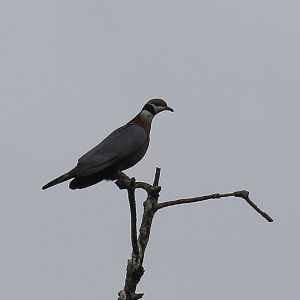Collared Imperial Pigeon