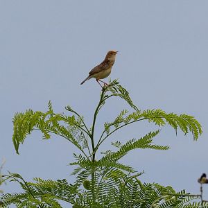 Golden-headed Cisticola