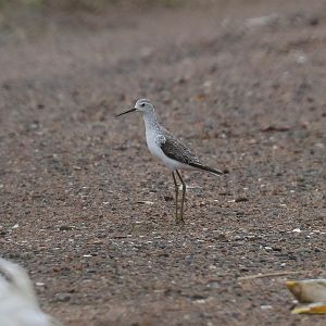 Marsh Sandpiper