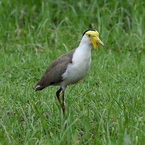 Masked Lapwing