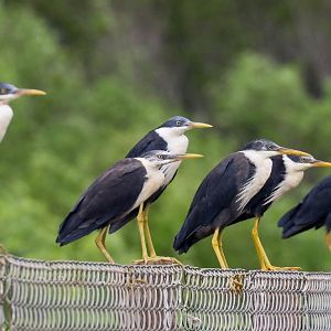 Pied Herons