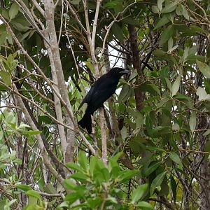 Spangled Drongo