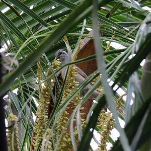 Tawny-breasted Honeyeater