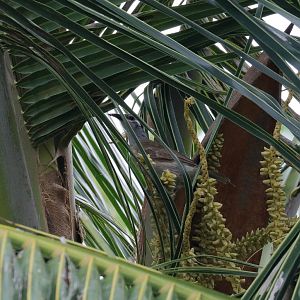 Tawny-breasted Honeyeater