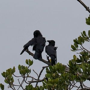Torresian Crows