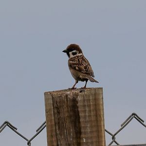Tree Sparrow