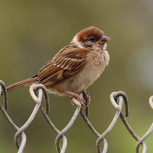Tree Sparrow