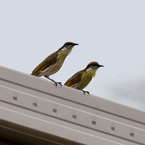 Varied Honeyeater pair