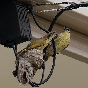 Varied Honeyeater pair at nest