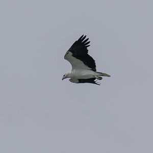 White-breasted Sea Eagle