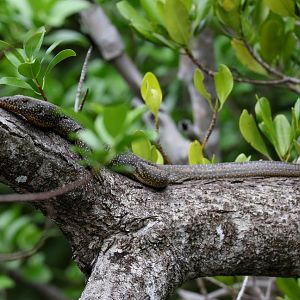Mangrove Monitor