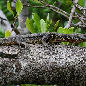 Mangrove Monitor