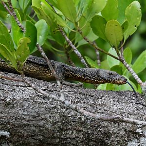 Mangrove Monitor