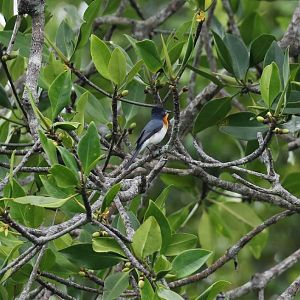 Broad-billed Flycatcher