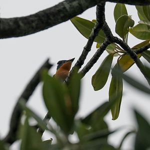 Broad-billed Flycatcher