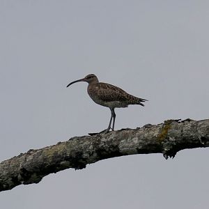 Whimbrel