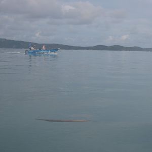 Tender for the Eclipse