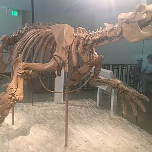 Neoparadoxia cecilialina