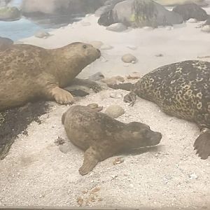 Eastern pacific harbor seal (Phoca vitulina richardii)