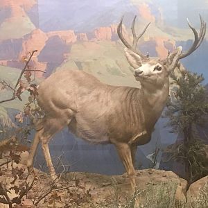 Desert mule deer (Odocoileus hemionus eremicus)