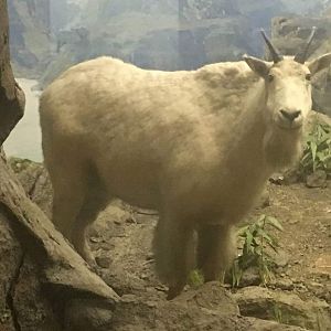Rocky mountain goat (Oreamnos americanus)